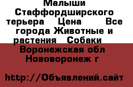 Малыши Стаффордширского терьера  › Цена ­ 1 - Все города Животные и растения » Собаки   . Воронежская обл.,Нововоронеж г.